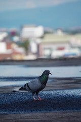 Pigeon in the city.
