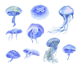 Watercolor drawing jellyfish isolated on white background. Set of hand drawn sea animals © Elena