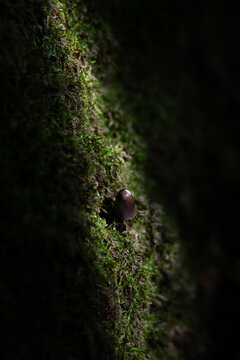 A sunbeam shines on the mushroom among the moss.
