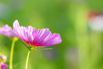 Fototapeta premium 光に輝くカラフルなコスモス畑 滋賀県守山市今浜町コスモス畑