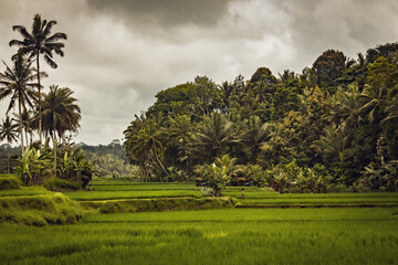 Amazing green fresh Rice field landscape in Ubud, Bali, Indonesia