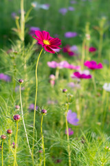 光に輝くカラフルなコスモス畑　滋賀県守山市今浜町コスモス畑
