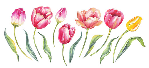 Tulips. Watercolor illustration