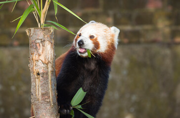 Red panda or lesser panda (ailurus fulgens) eating bamboo