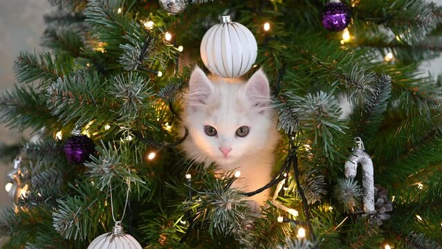 white cat kitten plays on the christmas tree with christmas decorations and lights christmas concept. High quality 4k footage