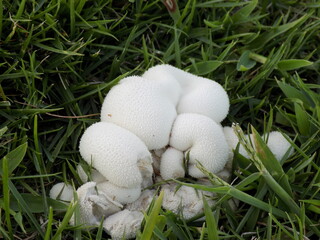 河川敷の芝生に生えている白いキノコ
