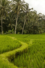 Amazing green fresh Rice field landscape in Ubud, Bali, Indonesia