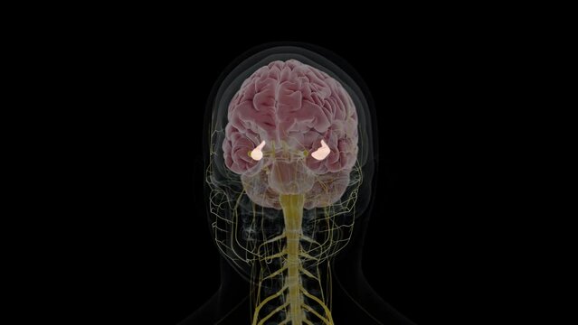 3d rendered animation of  the hippocampus