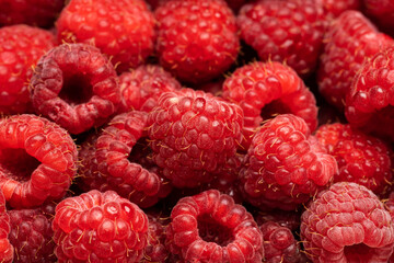 Ripe raspberries. Berries. A handful of raspberries. Scarlet. Raspberry field. Raspberry juice. 
