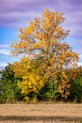 Orange fall autumn colored tree on a field and blue sky with clouds