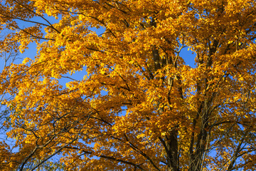 autumn leaves against blue sky