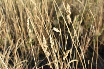 Wild Grass that looks like wheat close up