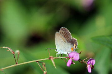 Short-tailed blue (Tsubameshijimicho, Everes argiades) butterfly on the Panicled Tick-Trefoil purple flower branch.