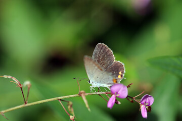 Short-tailed blue (Tsubameshijimicho, Everes argiades) butterfly on the Panicled Tick-Trefoil purple flower branch.