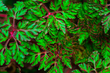 red and green leaves of a plant - textures and backgrounds - 537255475