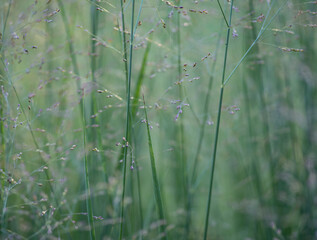 green grass in the sunlight