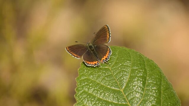 Butterfly opened his wings  on a green  leaf.  Heliophorus sena, the sorrel sapphire. Slective focus.  High quality video