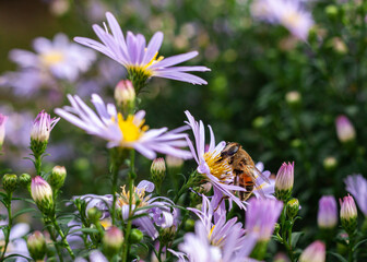 bee pollinates purple chamomile daisies