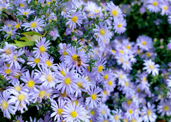 bee pollinates purple chamomile daisies