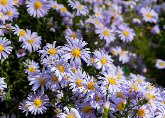 Obraz premium flowerbed of autumn purple daisies