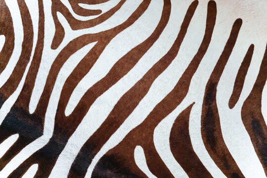 Beautiful background image of natural zebra skin. Beautiful intricate pattern of lines on the skin of a zebra, close-up.