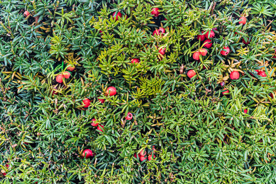 coniferous plant yew berry background close-up with bright red berries natural background