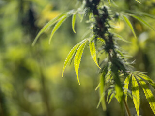 marihuana leaves in the sunshine