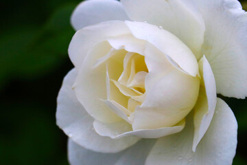 Soft atmosphere white noble rose head, close up macro photography.