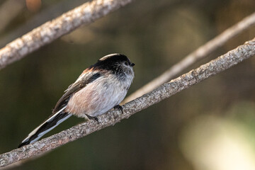 Long-tailed Tit perched on a tree branch in morning light