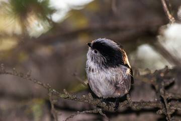 Long-tailed Tit perched on a tree branch in morning light