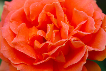 Bright red orange rose flowerhead, close up macro photography.