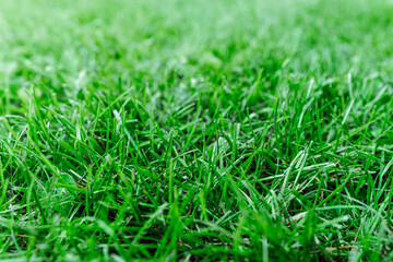 green grass background