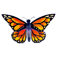 Watercolor butterfly, isolated on the white background.