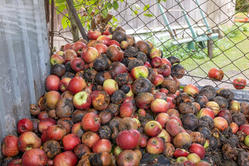 Rotten apples thrown in the garbage can, fruit composter on the farm.