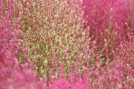 「ホウキギ」の画像 2,626 件の Stock 写真、ベクターおよびビデオ Adobe Stock