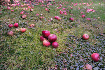 A sea of apples in the orchard, red fruit in the countryside lying on the ground, hidden in the green grass.