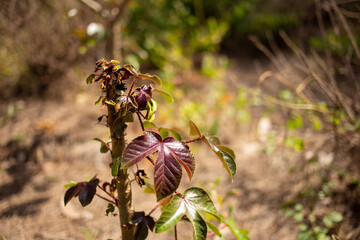 The new shoots of Ricinus plant