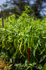 Obraz premium Chillies thrive in the garden