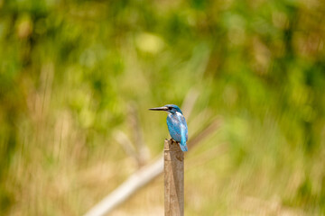 A sacred kingfisher bird perched