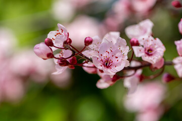 Cluster of almond blossoms in full bloom. Israel