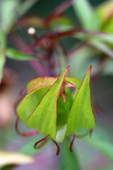 Momijiaoi (Scarlet rose mallow) flower　blossom branchs, close up macro photography.