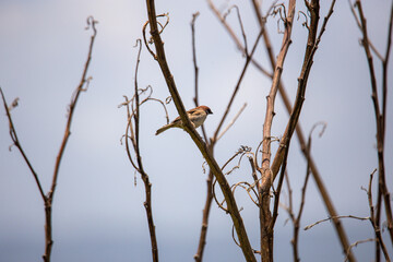 A sparrow perched on a branch