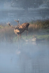 Stag drinking in the mist