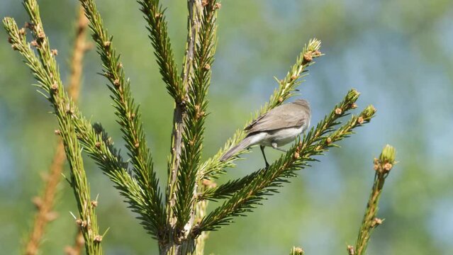 Lesser whitethroat moving on Spruce tree to find insects and singing during a late spring day in Estonia, Northern Europe	
