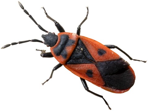 Firebug, Pyrrhocoris apterus, isolated on white background, top view, detailed macro, transparent background