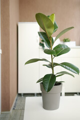 houseplant ficus in a pot on the background of home interior, vertically. 