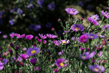 Dutch chrysanthemum growing in northern China