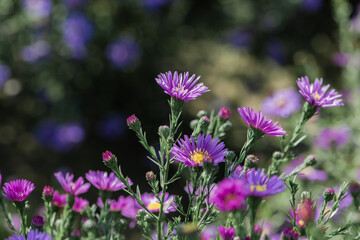 Dutch chrysanthemum growing in northern China