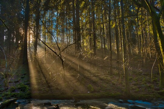 Waldlichter