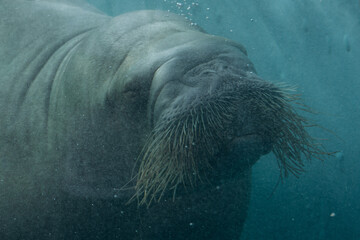Walrus under water